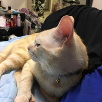 ちくわ