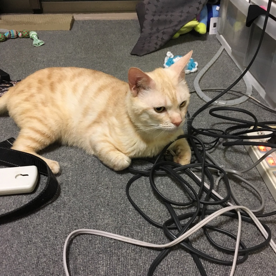 ちくわのカバー写真