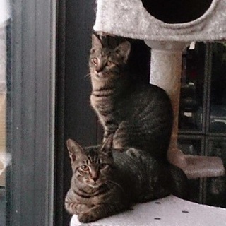 社交的で甘えん坊のキジにゃんこ 兄妹一緒に