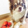 チョッピーサーフ