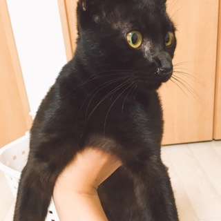 人懐っこいオスの黒猫