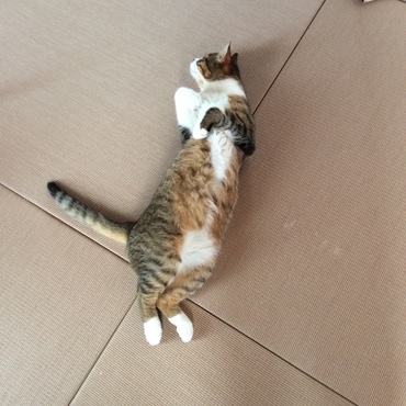 の写真