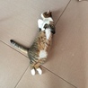 の写真