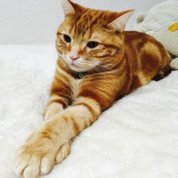 マイケル