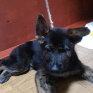 可愛がってくれる方募集します