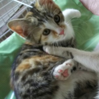 3月20日頃生まれ少しシャイな女のこ