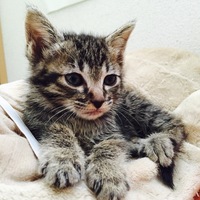 ウニちゃん(仮)