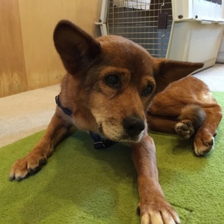 飼い主募集しています！