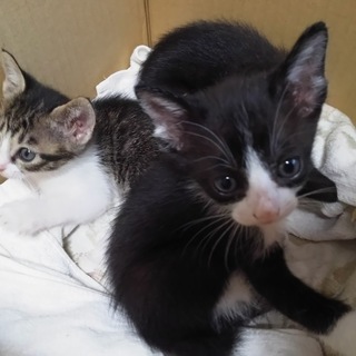 元気いっぱい☆やんちゃなハチワレ白黒ちゃん