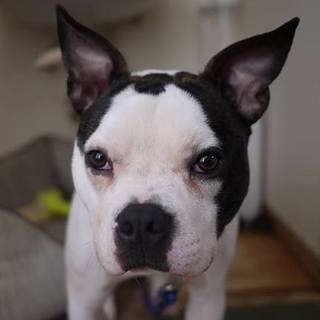 愛嬌あるｆａｃｅ！名前がカッコよくダンテです！！