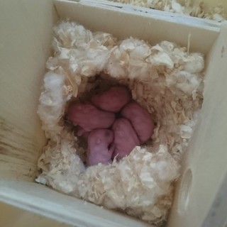 生まれました。