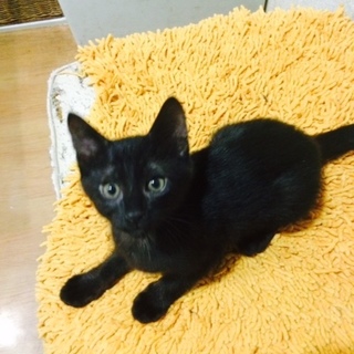 生後３カ月の黒猫男の子！