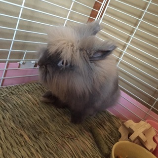 ライオンヘッド オス 3才