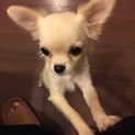 急募！チワワの里親さん募集！※再投稿