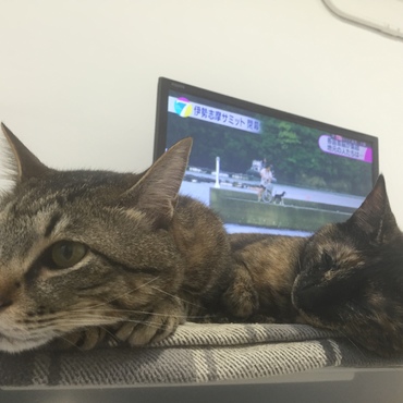ムギの写真