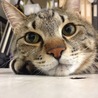 の写真