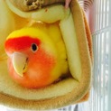 コザクラインコの女の子＊