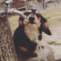 クッキー