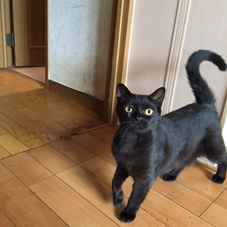 家庭事情の為、里親さん募集！！