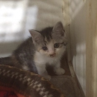 山に捨てられた子猫兄弟・ミケ