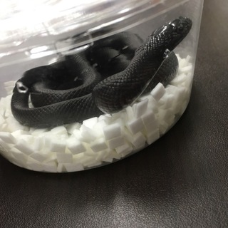 メキシカンブラックキングスネーク里親見つかりました