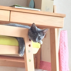 イスからこちらの様子を伺う子猫