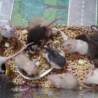 ファンシーラットベビー