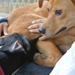 元野犬のリノちゃん、お膝抱っこ