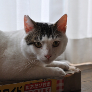 府中猫の会、スリゴロ添い寝しまくり、コジローくん！