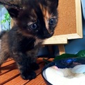 5月15日生まれ困り顔のセンターサビ♀子猫
