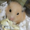 kinopino88さん