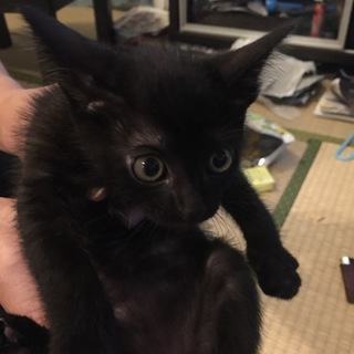 １ヶ月半の四姉弟 あと黒猫2匹になりました。