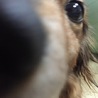 りりc