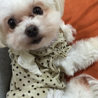 一時募集停止マルチーズ4歳メス