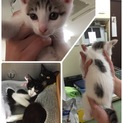 淡路島からの 募集です。  沢山の子猫です。