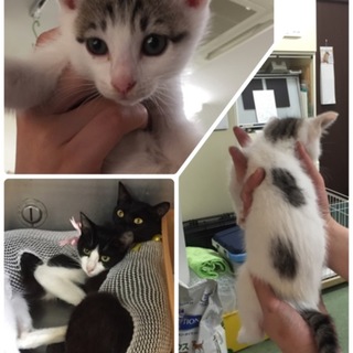 淡路島からの 募集です。  沢山の子猫です。