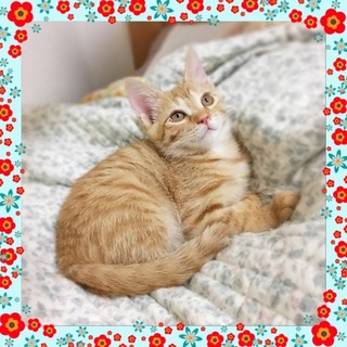 茶トラ　女の子　先住猫・犬がいても大丈夫です
