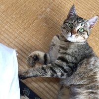 テグ