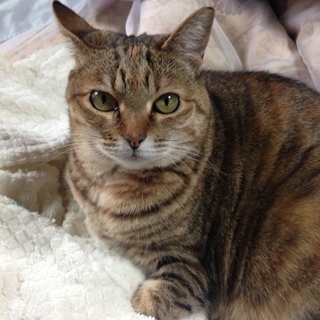 残された猫の里親様を募集しています。