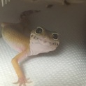 ヒョウモントカゲモドキ2匹