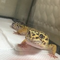 ヒョウモントカゲモドキ2匹