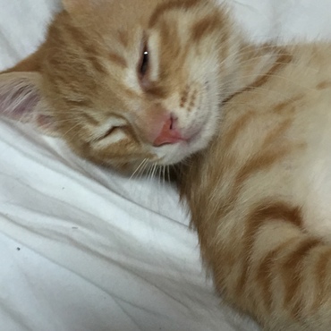 眠たい