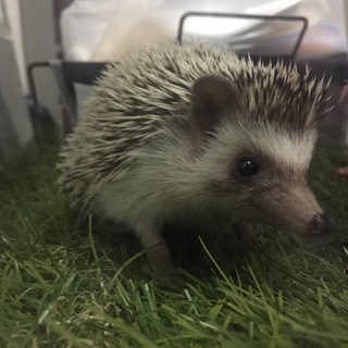 生後1年未満ハリネズミちゃん