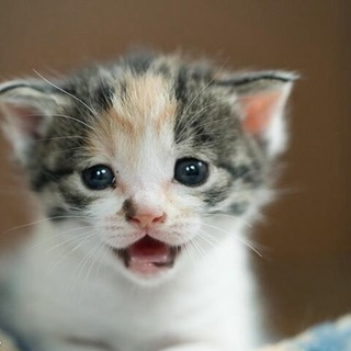 可愛い三毛猫です