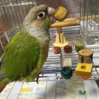 ろろちゃん