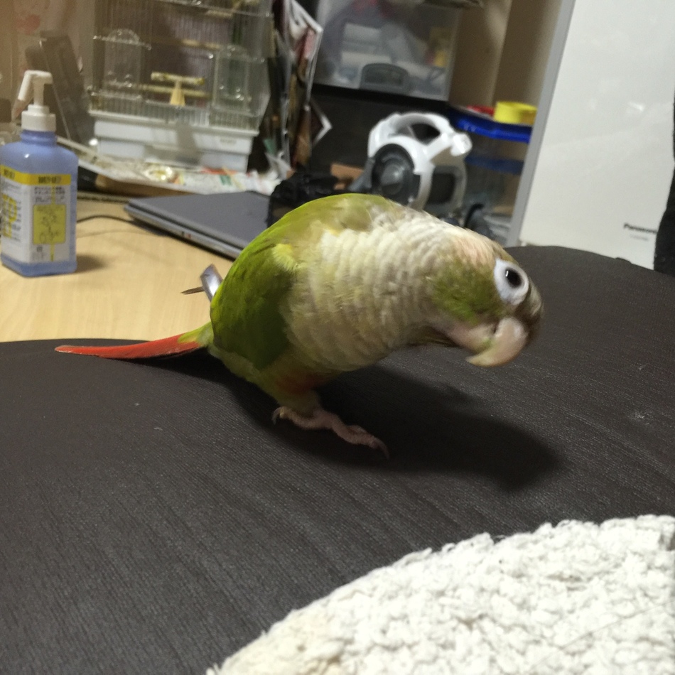 ろろちゃんのカバー写真