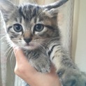2か月の子猫ちゃんの里親さんを募集しています