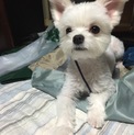 急募！２才 ミックス犬 オス