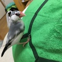 生後半年のパイド文鳥です