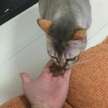 手で食べてくれた